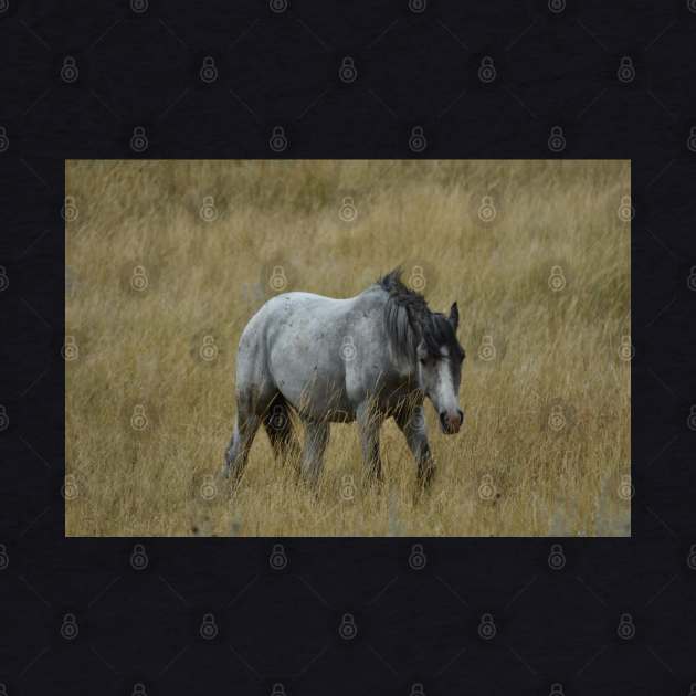 Wild Grey Horse by MarieDarcy